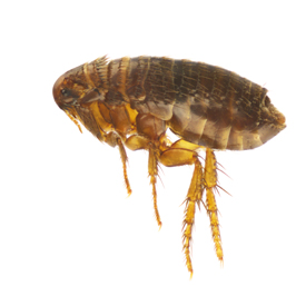 An image of a flea