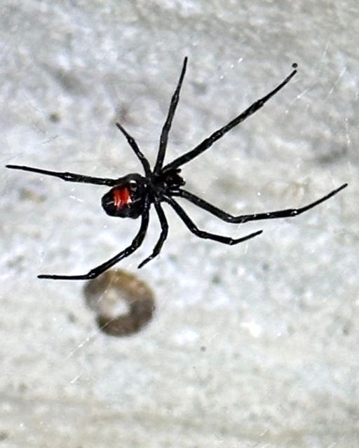 A black widow spider photographed in Houston
