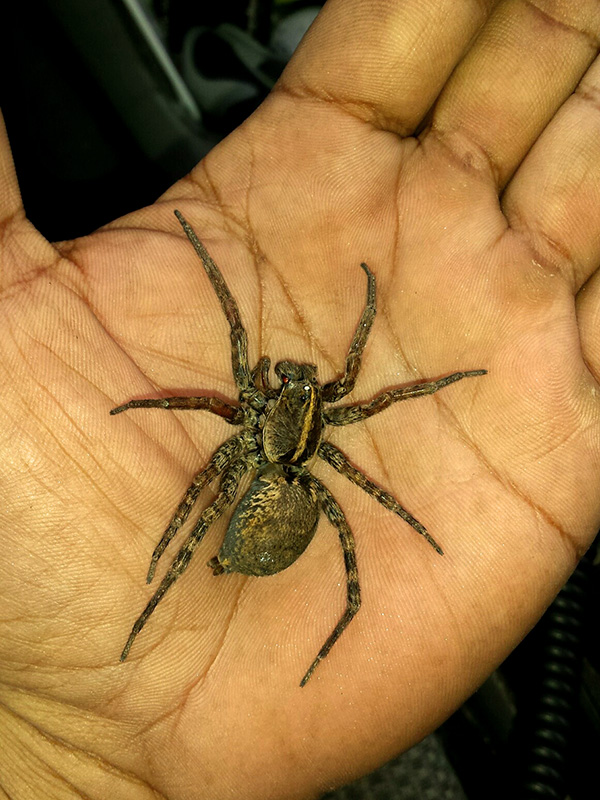 A Bulls Eye Pest Technician holding a large spider