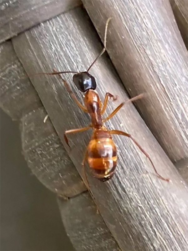 A carpenter ant photographed in Houston