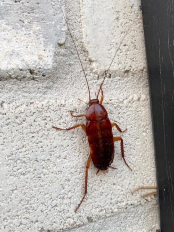 An Oriental cockroach photographed in Houston