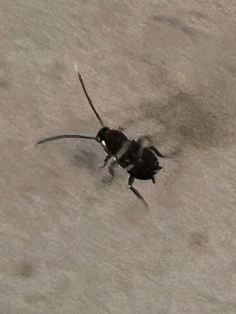 A smokybrown cockroach photographed in Houston