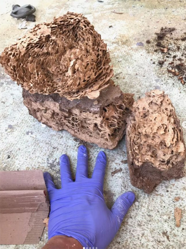 A formosan termite carton extracted from a Houston home