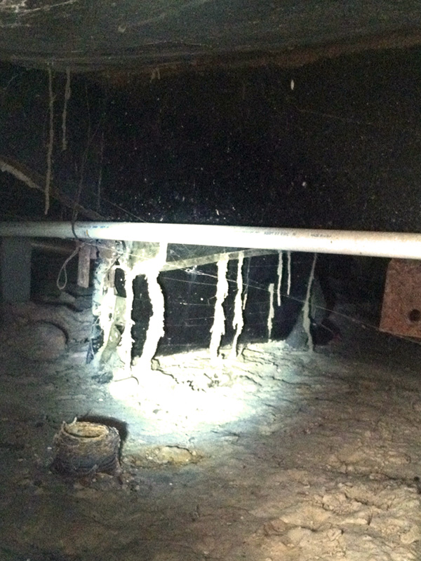 Subterranean termite tubes in a basement in Houston