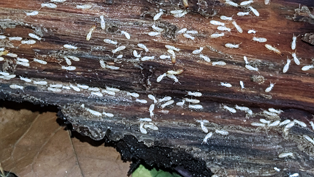 An active termite infestation photographed in Houston