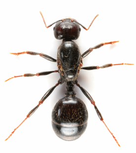 An image of an ant