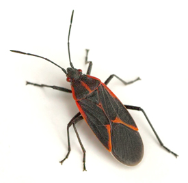An image of a boxelder bug