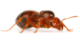 An image of a fire ant