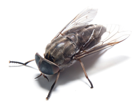 An image of a fly