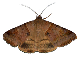 An image of a moth