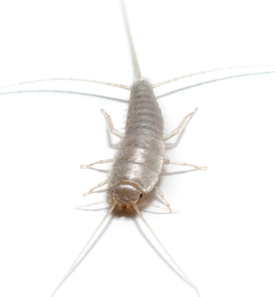 An image of a silverfish